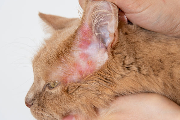 Worms in Cats: Causes, Symptoms, and Treatment