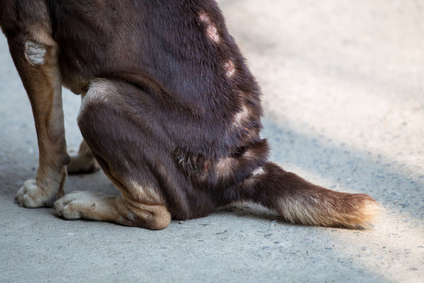 Fungal Dog Skin Conditions: Exploring the Causes & Treatment