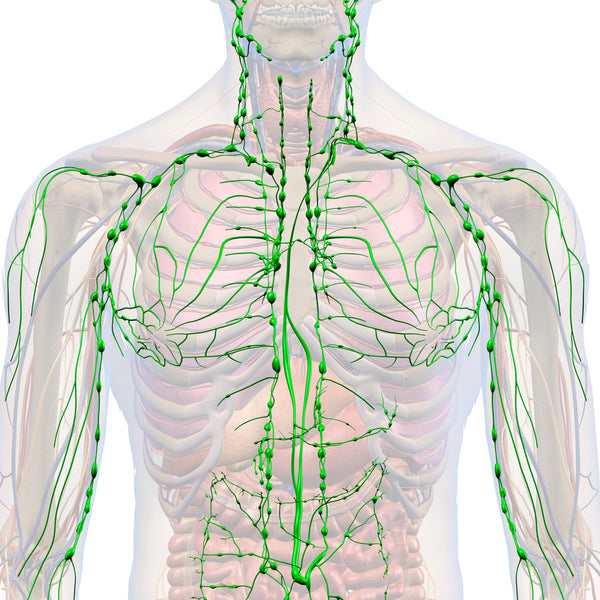 Lymphatic System Foods | Best Foods for Lymphatic System