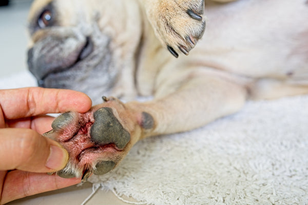 how-to-treat-dog-paw-fungal-infection