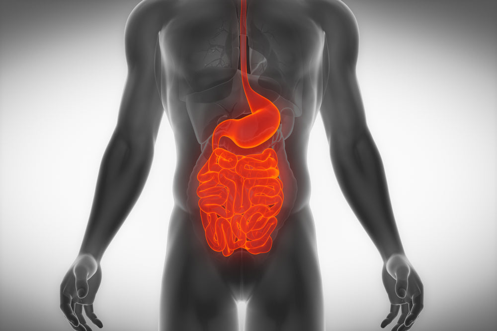 Stomach Gurgling Digestive Issues and How to Fix Them