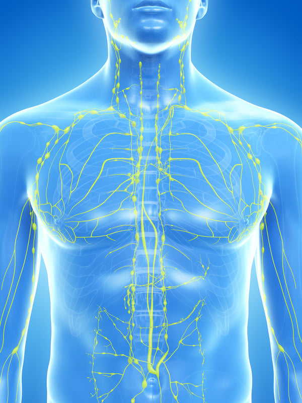 Lymphatic System Connection To Skin Health 